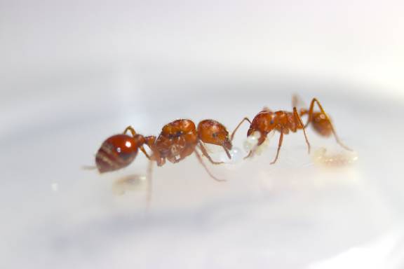 Myrmoxenus ravouxi