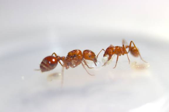 Pogonomyrmex maricopa