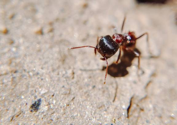 Myrmoxenus ravouxi