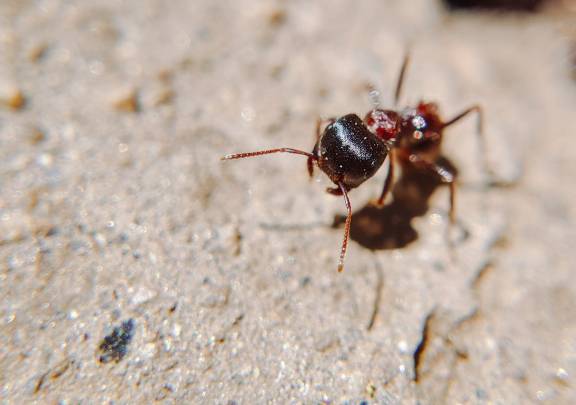 Pogonomyrmex rugosus