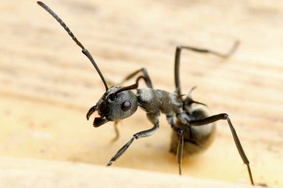 Myrmoxenus ravouxi