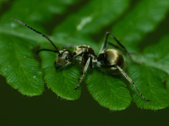 Polyrhachis illaudata