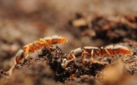 Myrmoxenus ravouxi