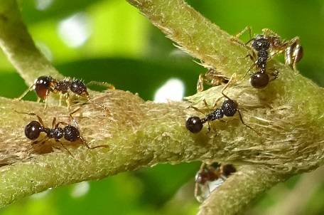 Pristomyrmex punctatus