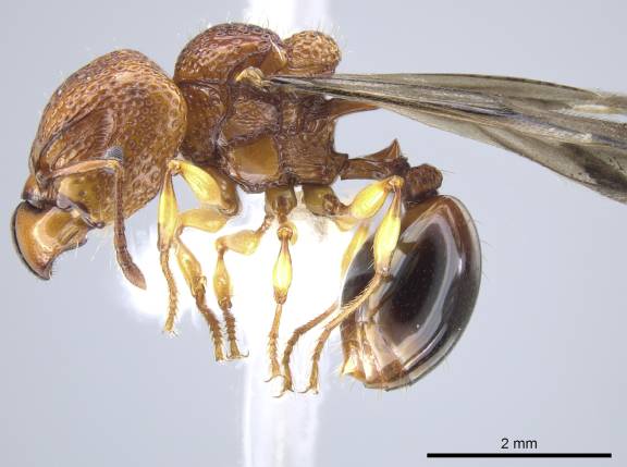 Acanthomyrmex glabfemoralis