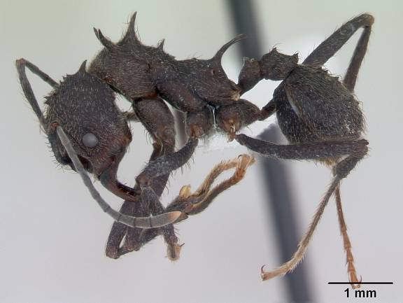 Myrmoxenus ravouxi