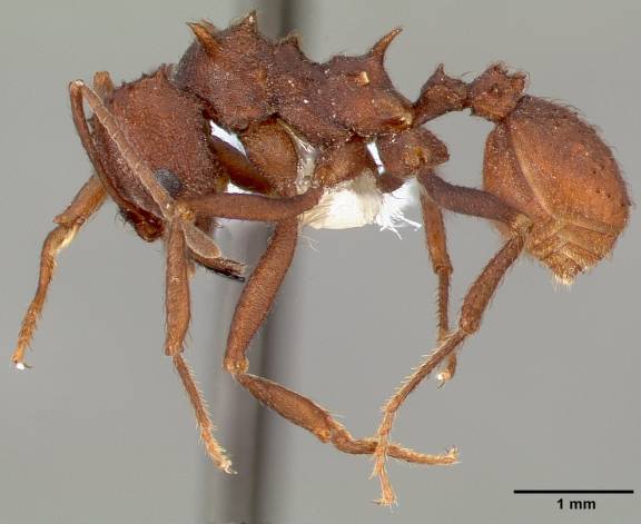 Myrmoxenus ravouxi