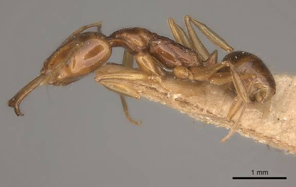 Myrmoxenus ravouxi