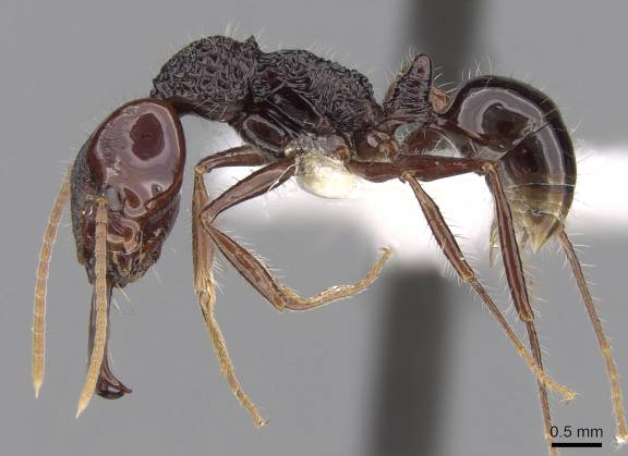 Myrmoxenus ravouxi