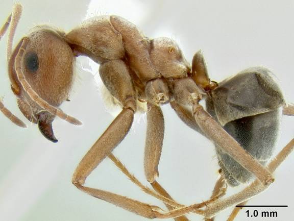 Myrmoxenus ravouxi