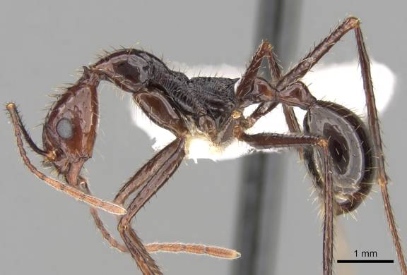 Aphaenogaster beccarii