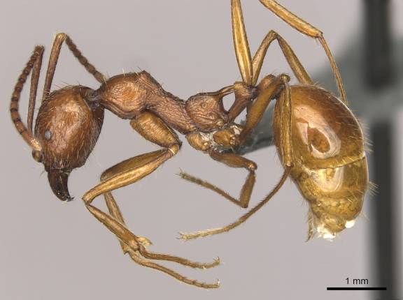 Myrmoxenus ravouxi