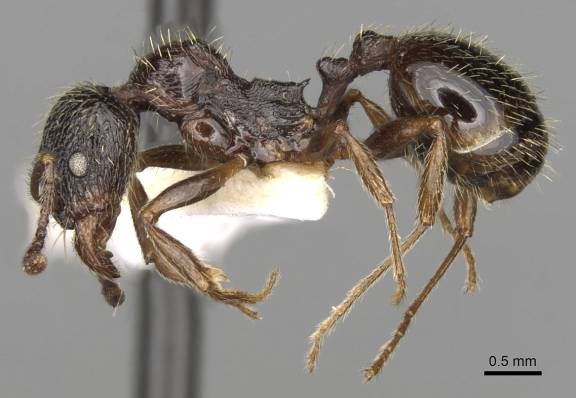 Myrmoxenus ravouxi