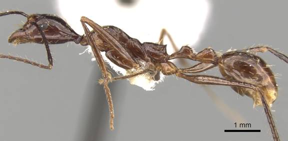 Myrmoxenus ravouxi