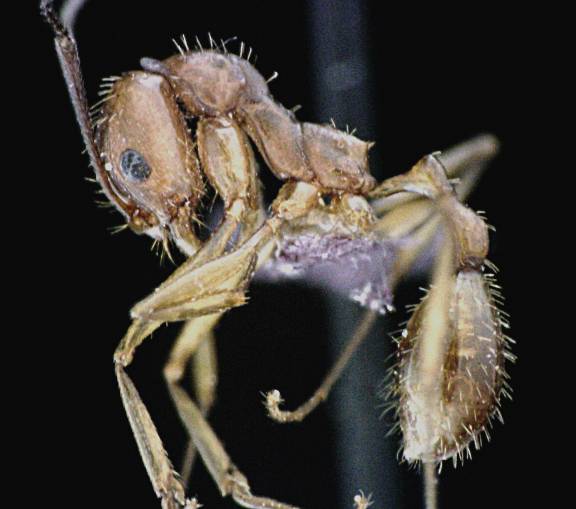 Myrmoxenus ravouxi