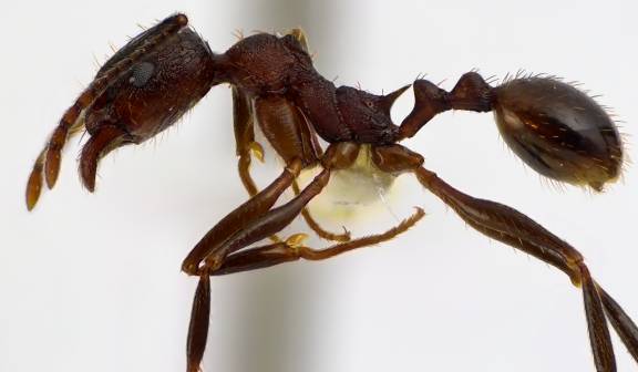 Aphaenogaster fulva