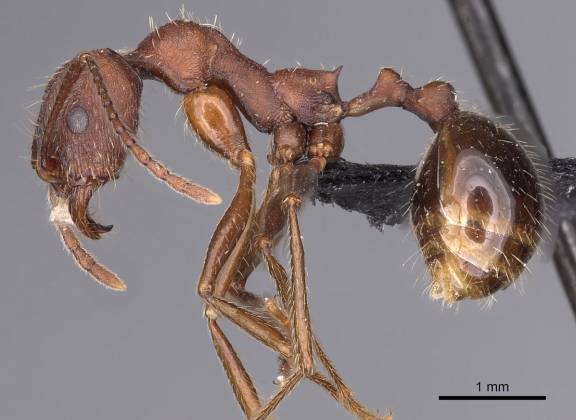 Aphaenogaster geei