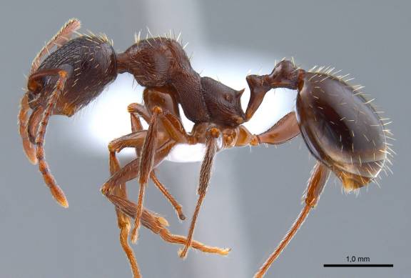 Aphaenogaster gibbosa