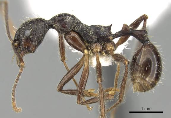 Aphaenogaster schurri