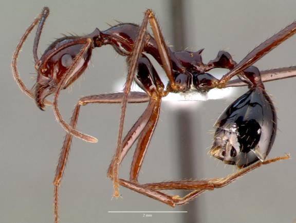 Aphaenogaster swammerdami