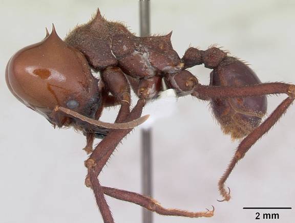 Myrmoxenus ravouxi