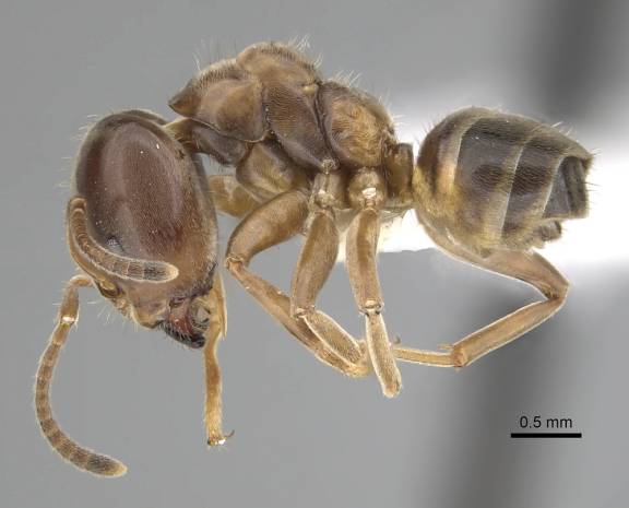 Myrmoxenus ravouxi