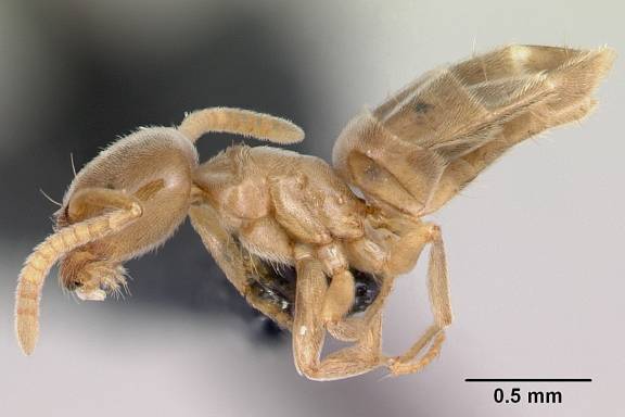 Bothriomyrmex saundersi