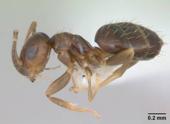 Brachymyrmex patagonicus