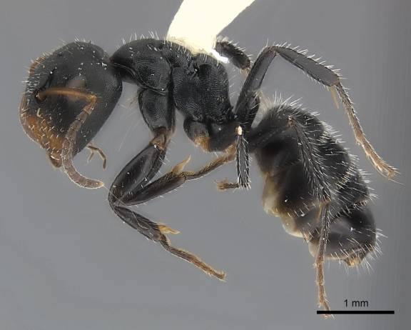 Myrmoxenus ravouxi