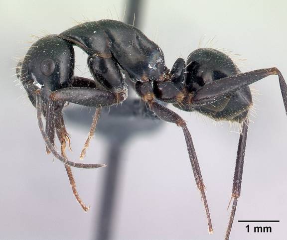 Myrmoxenus ravouxi