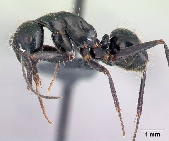 Camponotus aethiops