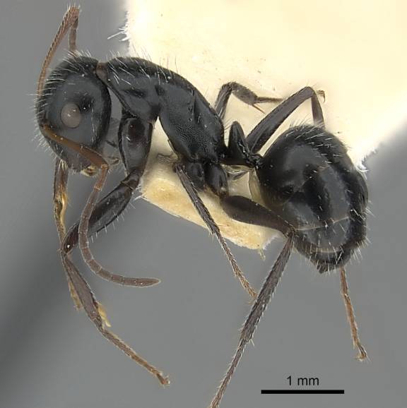 Myrmoxenus ravouxi