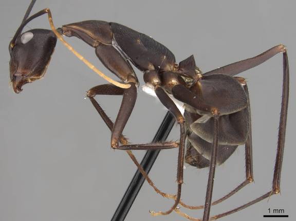 Myrmoxenus ravouxi