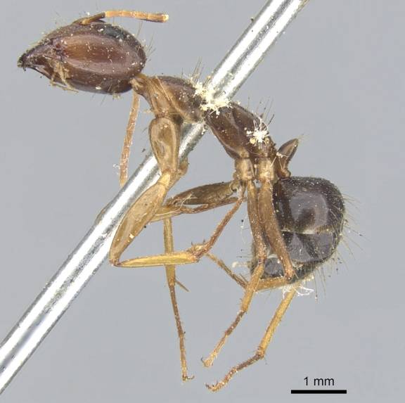 Myrmoxenus ravouxi