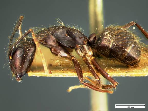 Myrmoxenus ravouxi