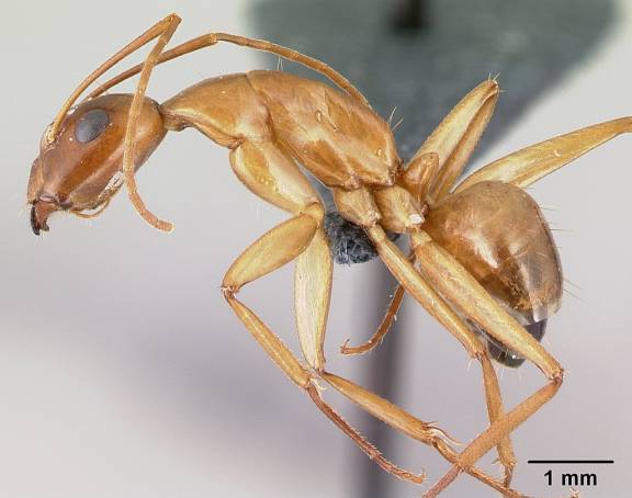 Myrmoxenus ravouxi