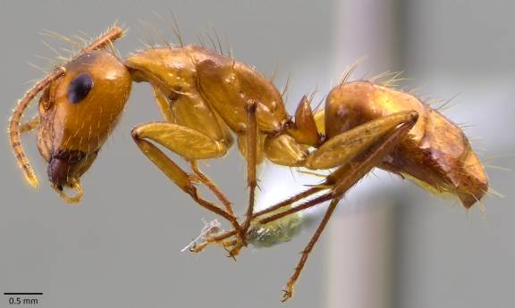 Myrmoxenus ravouxi