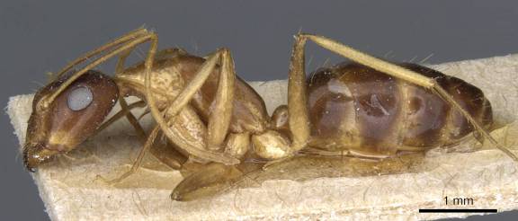 Myrmoxenus ravouxi