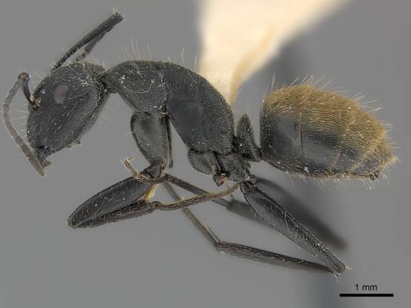 Myrmoxenus ravouxi