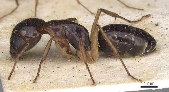 Camponotus claripes