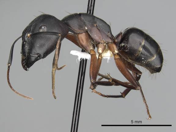 Myrmoxenus ravouxi