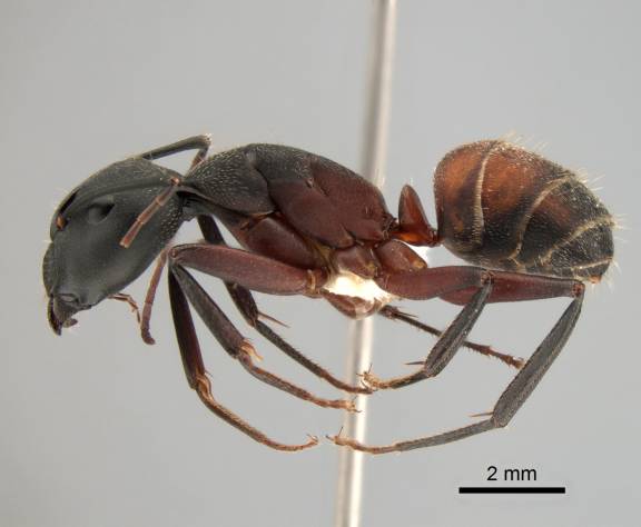 Camponotus cruentatus