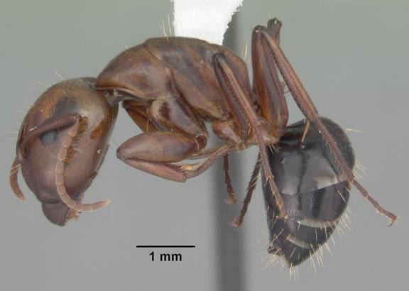 Camponotus decipiens