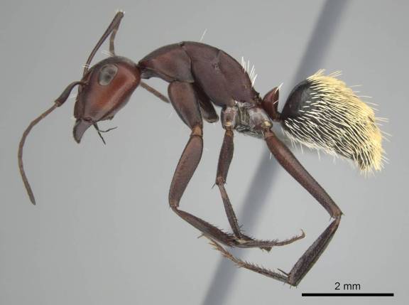 Myrmoxenus ravouxi