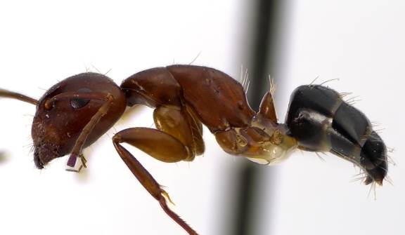 Camponotus discolor