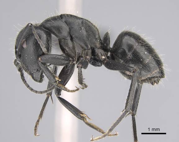 Myrmoxenus ravouxi