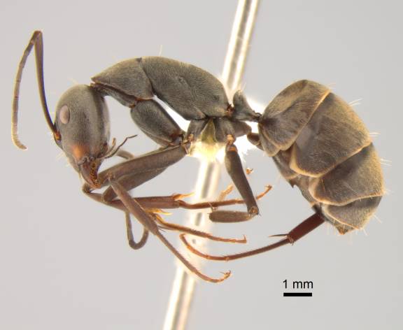 Myrmoxenus ravouxi