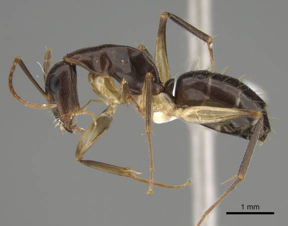 Myrmoxenus ravouxi