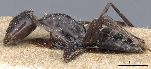 Myrmoxenus ravouxi