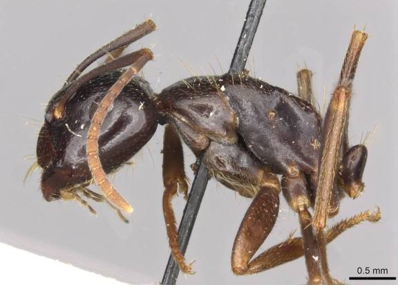 Camponotus friedae